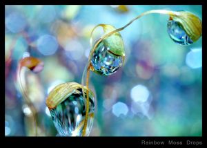 Rainbow Moss Drops.jpg